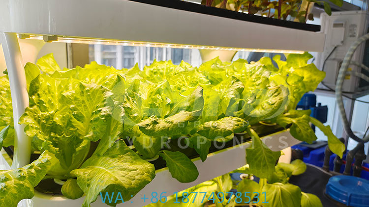 Hydroponic System - c Сельскохозяйственная машина для выращивания овощей,
