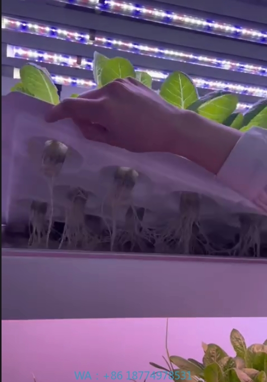 f Теплица Сельскохозяйственное – обзор и цена Hydroponic System