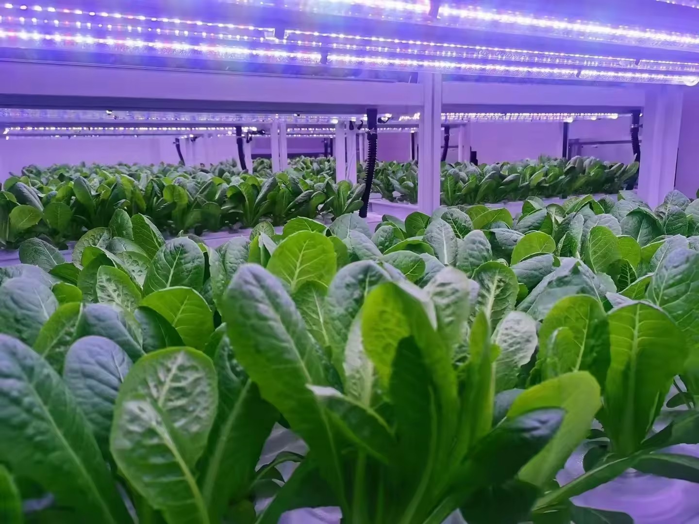 f Теплица Сельскохозяйственное – обзор и цена Hydroponic System